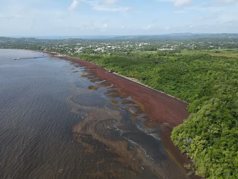 Sargazo — SABANA DE LA MAR (Este)